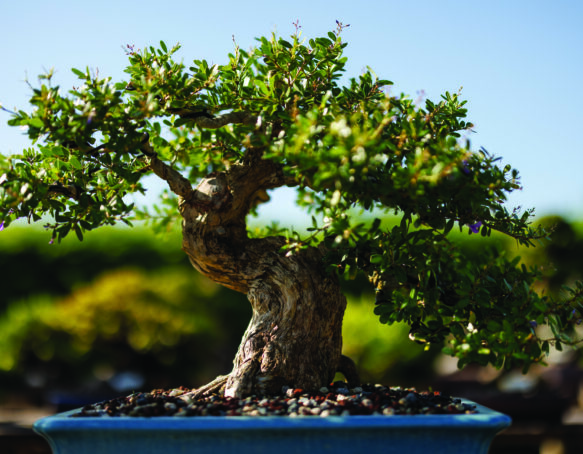 Bonsai Tree from Wigert's Bonsai Nursery