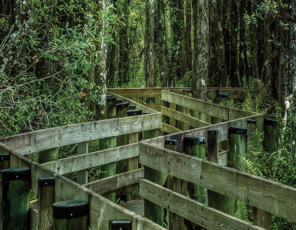 Six Mile Cypress Slough Preserve